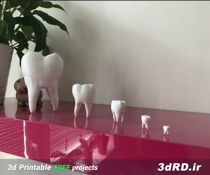 دانلود طرح سه بعدی ماکت دندان/دندان سه بعدی/دندان/ماکت آناتومی دندان