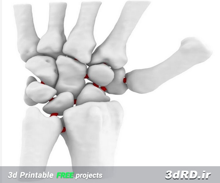 دانلود طرح سه بعدی مچ دست/ماکت مچ دست/آناتومی مچ دست/پرینت سه بعدی مچ دست/آناتومی سه بعدی مچ دست