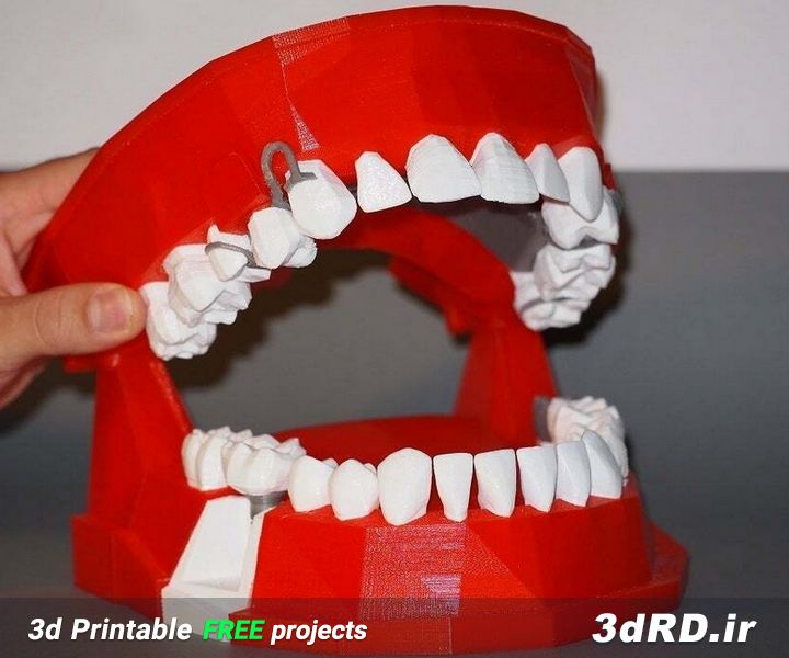 دانلود طرح سه بعدی مدل دمونستراسیون دندانی/ماکت کامل دندان/دندان سه بعدی/مولاژ دندان/ماکت آناتومی دندان/ماکت دهان