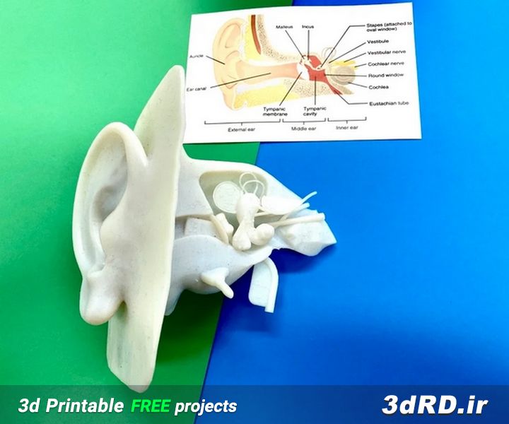 دانلود طرح سه بعدی ماکت گوش/ماکت گوش پرینت سه بعدی/مدل سه بعدی گوش/گوش داخلی/آناتومی گوش/آناتومی گوش داخلی