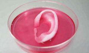 چاپ گوش انسان با پرینتر سه بعدی